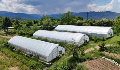 Ordu'da örtü altı üretim 68 bin metrekareye ulaştı