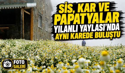 Gümüşhane Yılanlı Yaylası Papatyalarla Beyaza Büründü, Ortaya Eşsiz Manzaralar Çıktı