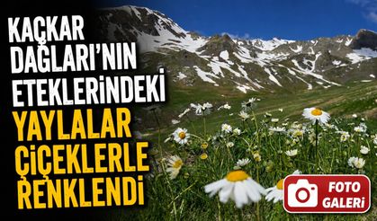 Artvin’in Yaylaları Çiçek Açtı, Kaçkar Zirvelerinde Kar Güzelliği Sürüyor