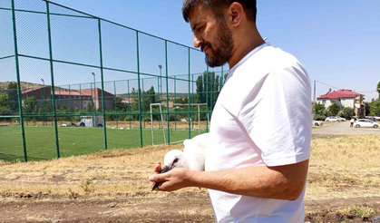 Defalarca yuvadan düşen yavru leylek doğaya bırakıldı