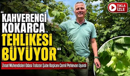 Ziraat Mühendisleri Odası Trabzon Şube Başkanı Cemil Pehlevan Uyardı: Kahverengi Kokarca Tehlikesi Büyüyor