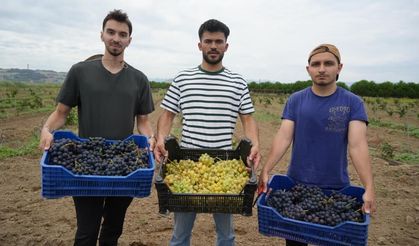 OMÜ Bafra’da 10 Farklı Üzümü Denedi: Trakya İlkeren Dikkat Çekti