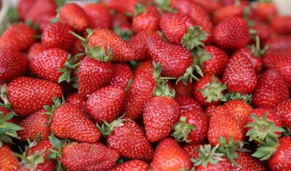 Çileğin Ordu ekonomisine bu yıl 110 milyon lira katkı sunması bekleniyor