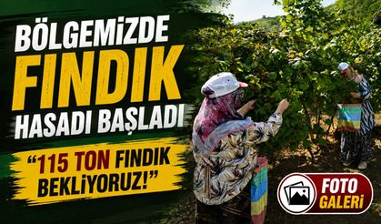 Bölgemizde fındık hasadı başladı: 115 bin ton rekolte bekleniyor