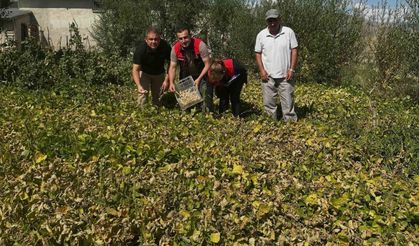 Aydıntepe şeker fasulyesi tarlada denetlendi