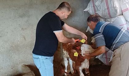 Hayvanlara yönelik aşılama ve küpeleme çalışması