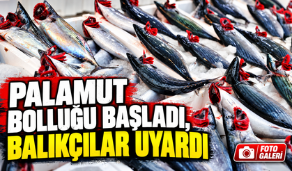 Palamut bolluğu başladı, balıkçıdan dikkat çeken tavsiye: “Dondurucuya atabilirsiniz”