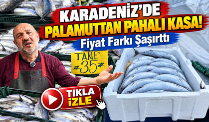 Karadeniz'de Palamuttan Pahalı Kasa! Fiyat Farkı Şaşırttı