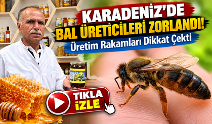 Artvin Balında Büyük Düşüş! Üretim Rakamları Dikkat Çekti