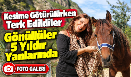 Kesime Götürülürken Kurtarılan Atlara 5 Yıldır Gönüllüler Bakıyor