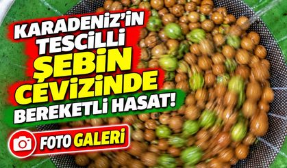 Karadeniz’in Tescilli Şebin Cevizinde Bereketli Hasat; Rekolte Beklentileri Sevindirdi
