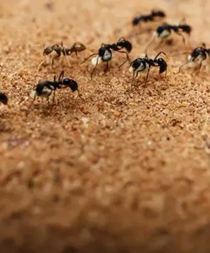 Evdeki karıncaları yok ediyor: Tek bir damlası yok edecek