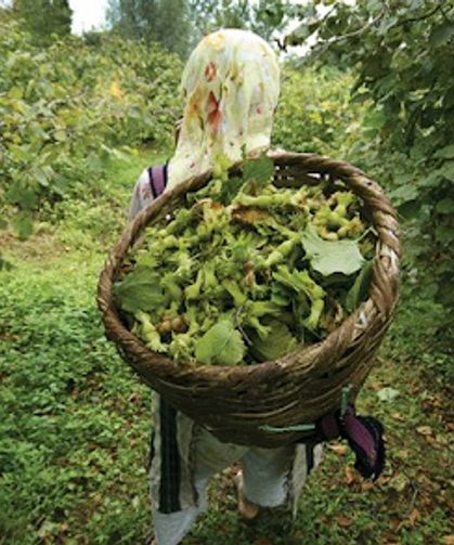 Giresun Ziraat Odası Başkanı Nurittin Karan fındık üreticisine seslendi