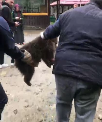 Ağaçta mahsur kalan yavru ayı, itfaiye tarafından kurtarıldı