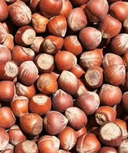 Fındıkta Rekolte Tartışması: Üretici Tepkili, Sorular Büyüyor