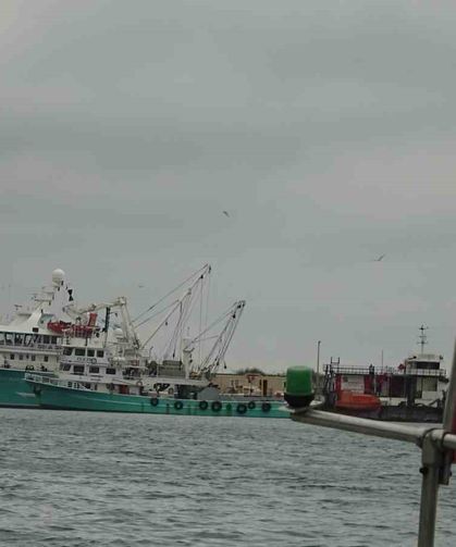 Türkiye'yi terk eden hamsinin yolu gözleniyor