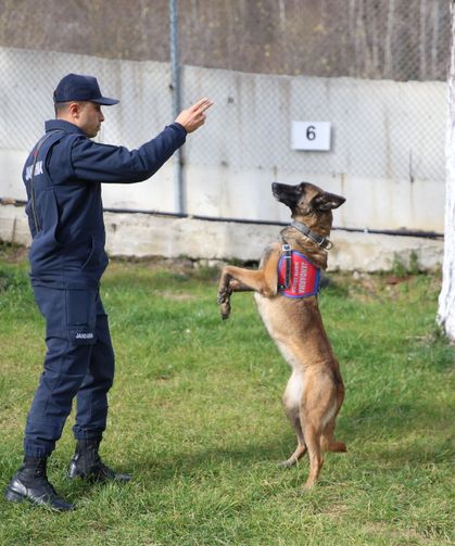 Jandarma, hassas burunlu yardımcılarının katkısıyla birçok asayiş olayını çözüyor