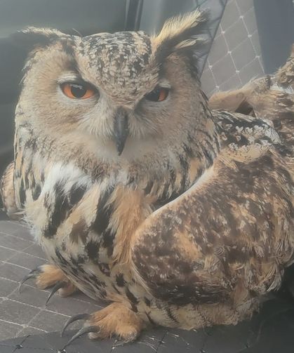 Bayburt'ta bulunan puhuda mantar enfeksiyonu tespit edildi