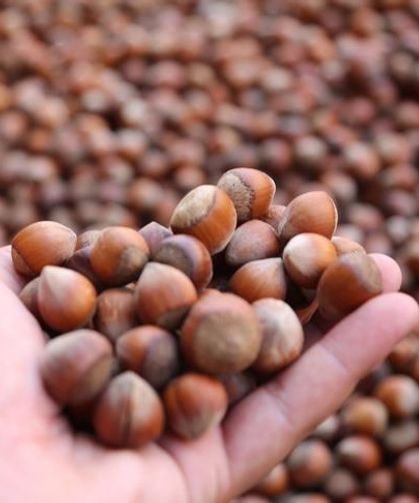 Ticaret borsalarında sezonun ilk 5 ayında 217 bin tonu aşkın fındık işlem gördü