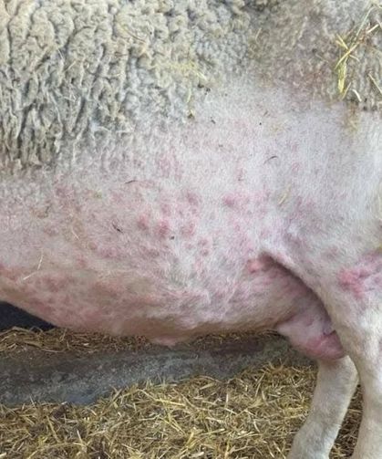 Trabzon'da Korkutan Karantina: Hayvan Giriş Çıkışları Tamamen Yasaklandı!