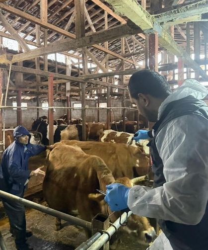 Rize'de ilkbahar şap aşılama çalışmaları başladı