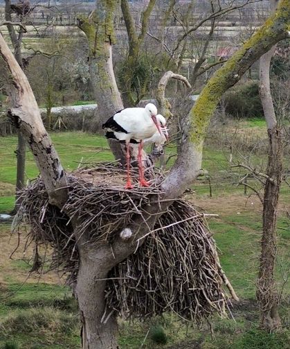 Samsun'da Kızılırmak Deltası'na baharın müjdecisi leylekler gelmeye başladı