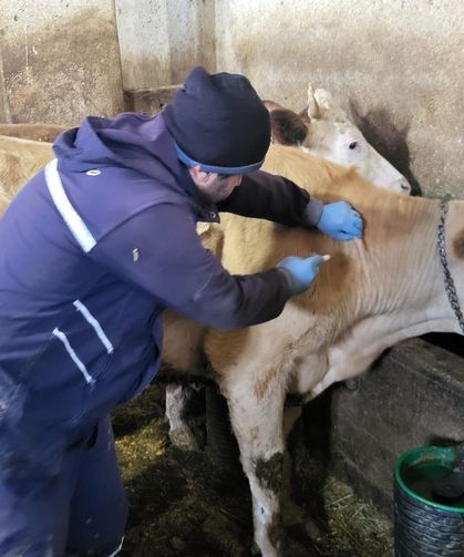 Demirözü'nde aşılama ve küpeleme çalışmaları devam ediyor