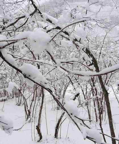 Fındıkta don endişesine bilimsel açıklama: 'Şu an risk yok, fayda var'