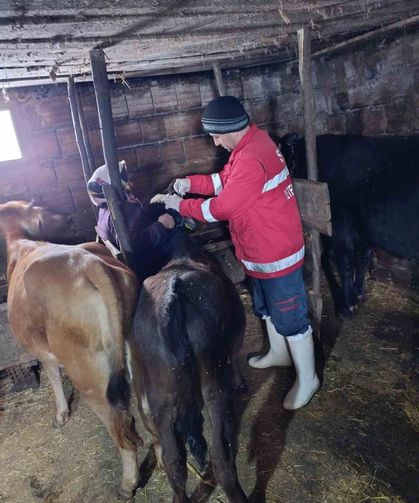 Şap aşılamaları sürüyor