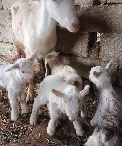 Süt Rekortmeninden Dördüz Doğum! Yetiştiricisinin Yüzünü Güldürdü
