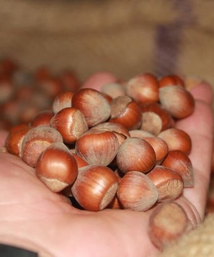 Fındık Fiyatları Yükselişe Geçti: Üreticinin Beklediği Sinyal Geldi