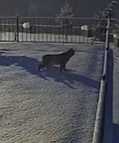 Gümüşhane'de yiyecek arayan vaşak görüntülendi