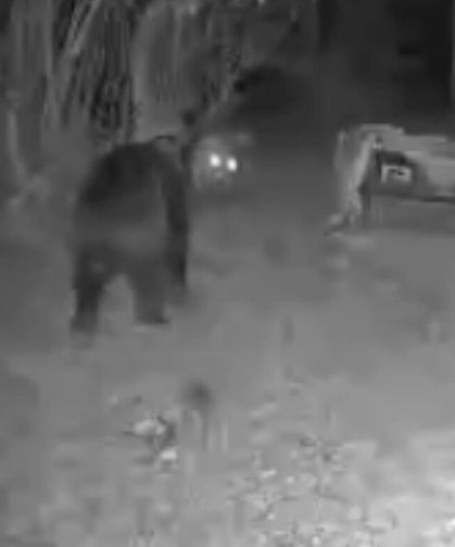 Samsun'da ayı arı kovanlarının çevresinde dolaşırken görüntülendi