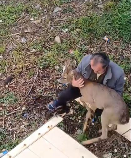 Görele'de araçlara çarpan yaralı karaca derede bulundu