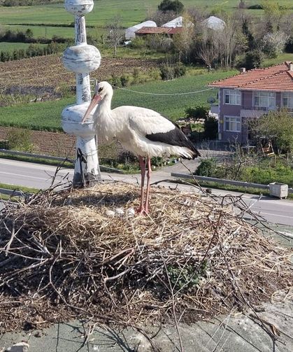 Cami kubbesi 15 yıldır leyleklere yuva oluyor