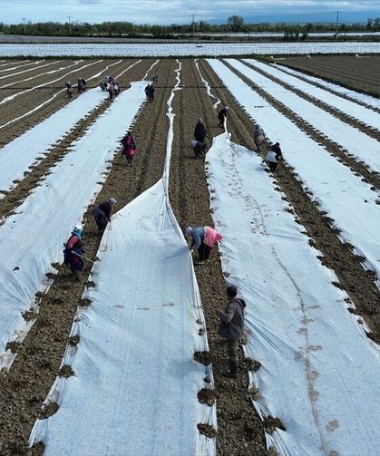 Kavun, karpuz fideleri toprakla buluşuyor