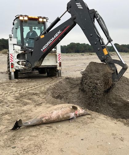 Ölü yunus sahile vurdu