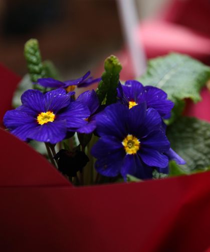 Rize'de 'Süs Bitkileri Zirvesi' başladı