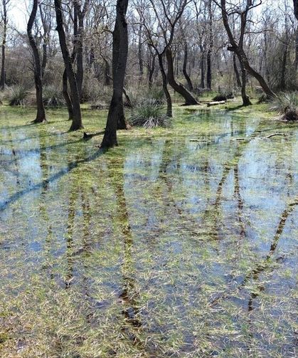 UNESCO listesindeki Kızılırmak Deltası'nda doğa canlanıyor