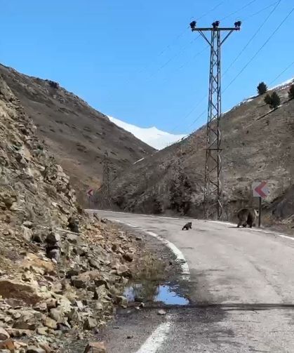 Anne ayı ve yavruları yolda görüntülendi, minik yavrunun çabası gülümsetti