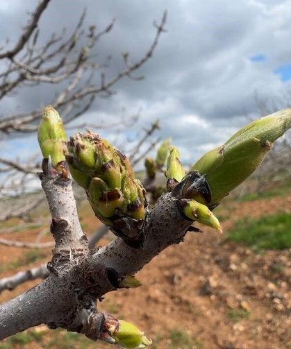 Antep fıstığında büyük tehdit: Karagöz kurdu ve kabuklu bit alarm veriyor