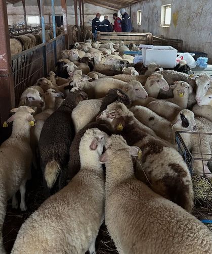 Aydıntepe'de şap hastalığına yönelik NSP ve bağışıklık takibi başlatıldı