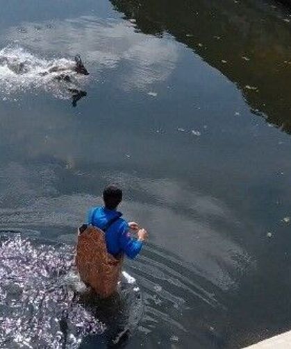 Bafra'da kanala düşen karaca kurtarıldı