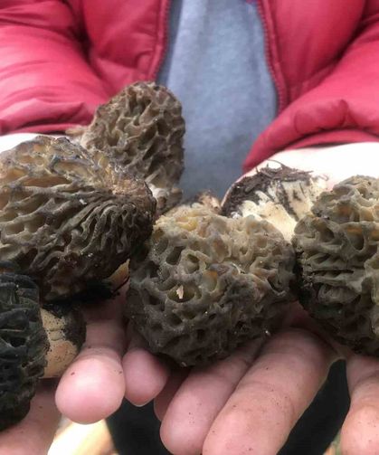 Bin 800 rakımlı dağlardan toplandılar: Bakın Kilosu Kaç TL?