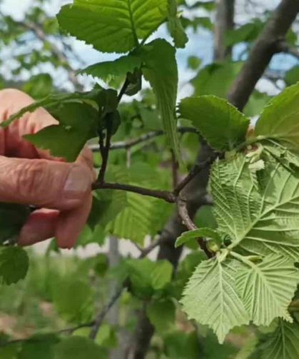 Giresun'da fındıkta don riski yok, üreticiyi kokarca korkutuyor