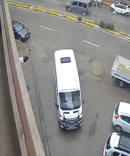 Karaca Giresun'un Görele ilçesinde şehir merkezine indi: iki araca çarptı, gözden kayboldu