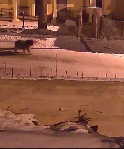 Kış uykusundan uyanan ayılar Bayburt'un köylerinde yiyecek aradı