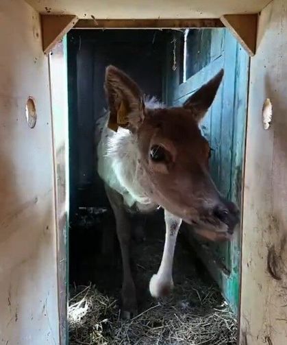 Kızıl geyikler doğayla buluşmaya devam ediyor