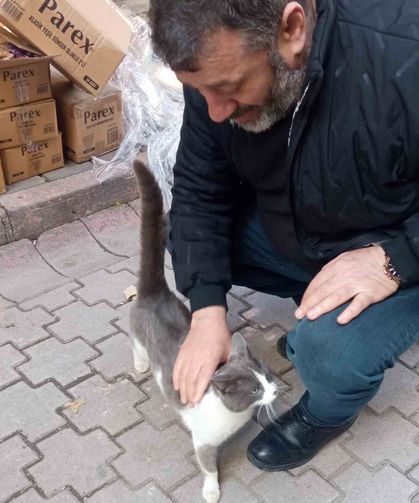 Köpeklerden kaçan kedinin imdadına itfaiye yetişti