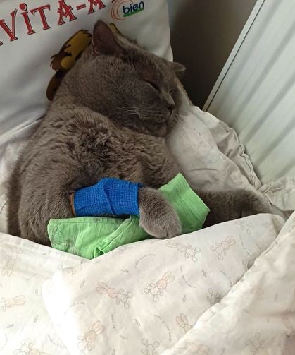 Kuduz aşısı sonrası kedileri ölen aile şikayetçi oldu